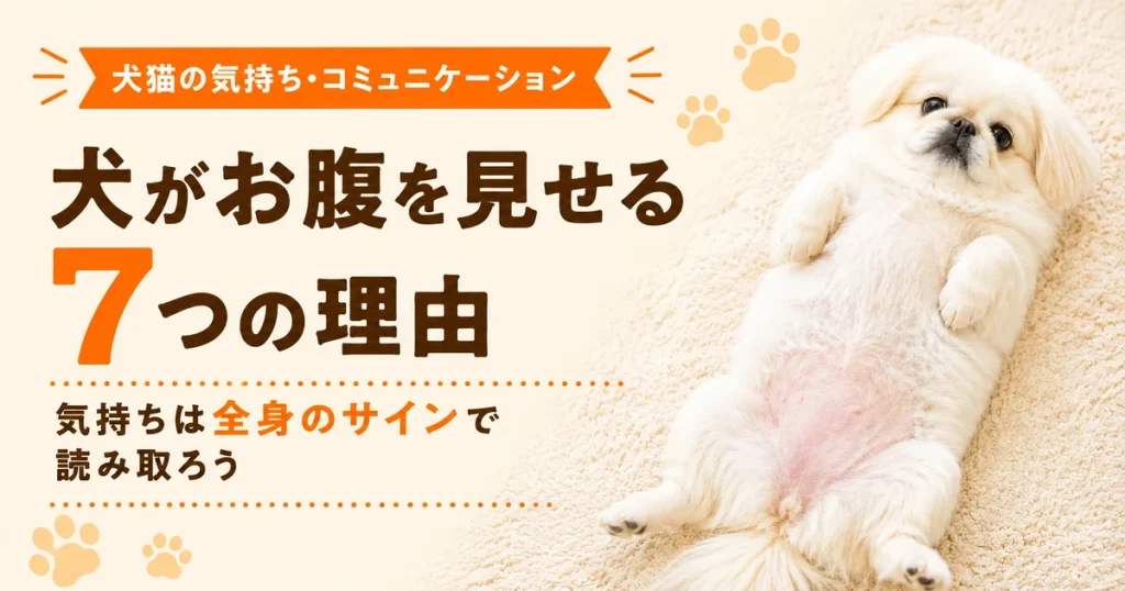 カーペットの上で仰向けになる白いペキニーズ